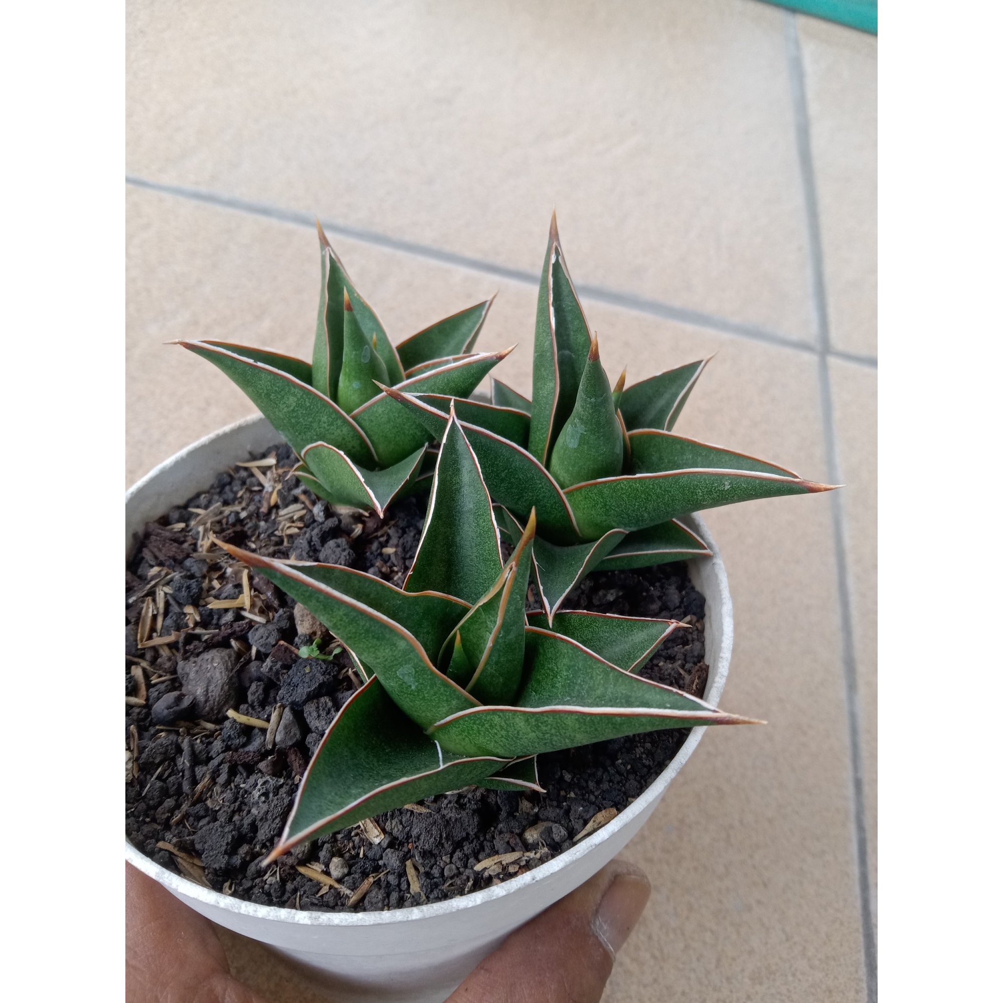 2711. Sanseveria Denjaka 3pcs