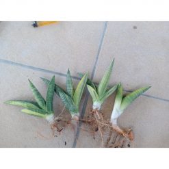 2703. Sanseveria Marsha Anjani Varigated 4 Pcs