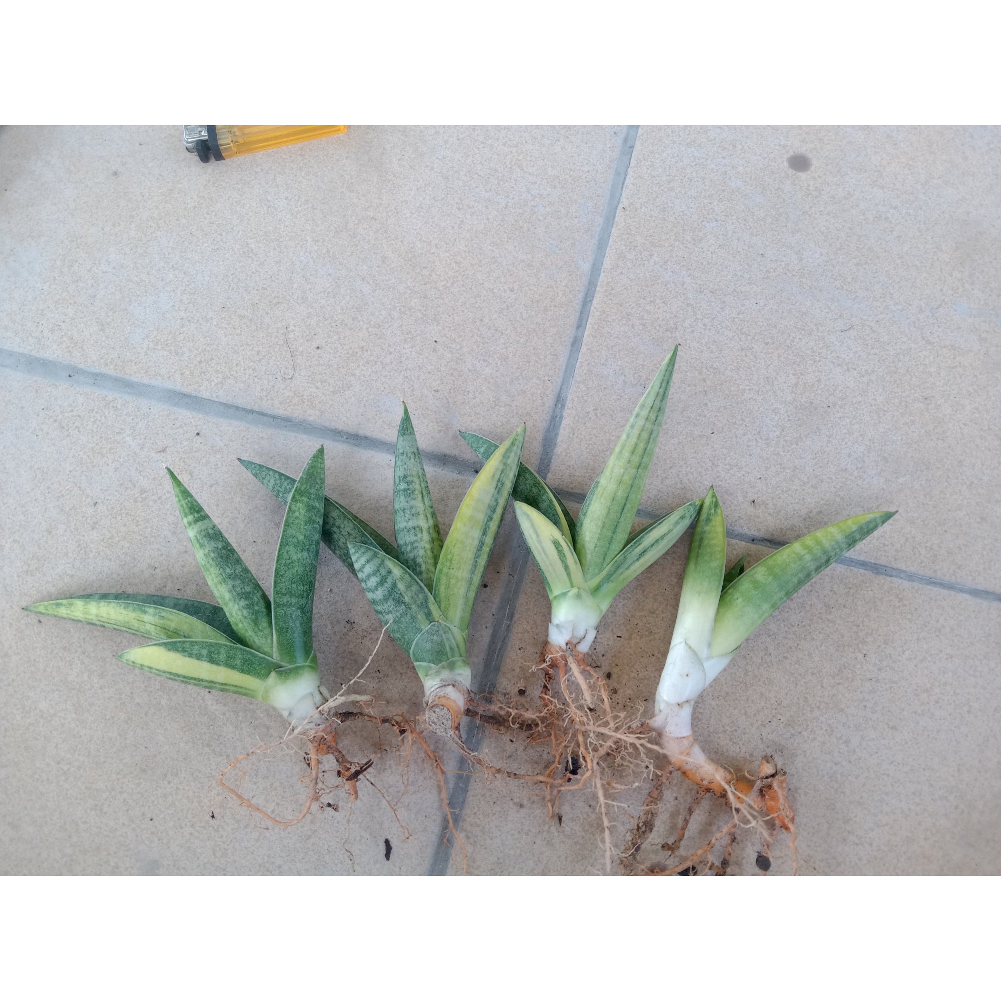 2703. Sanseveria Marsha Anjani Varigated 4 Pcs