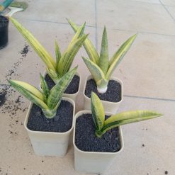 2703. Sanseveria Marsha Anjani Varigated 4 Pcs - Image 2