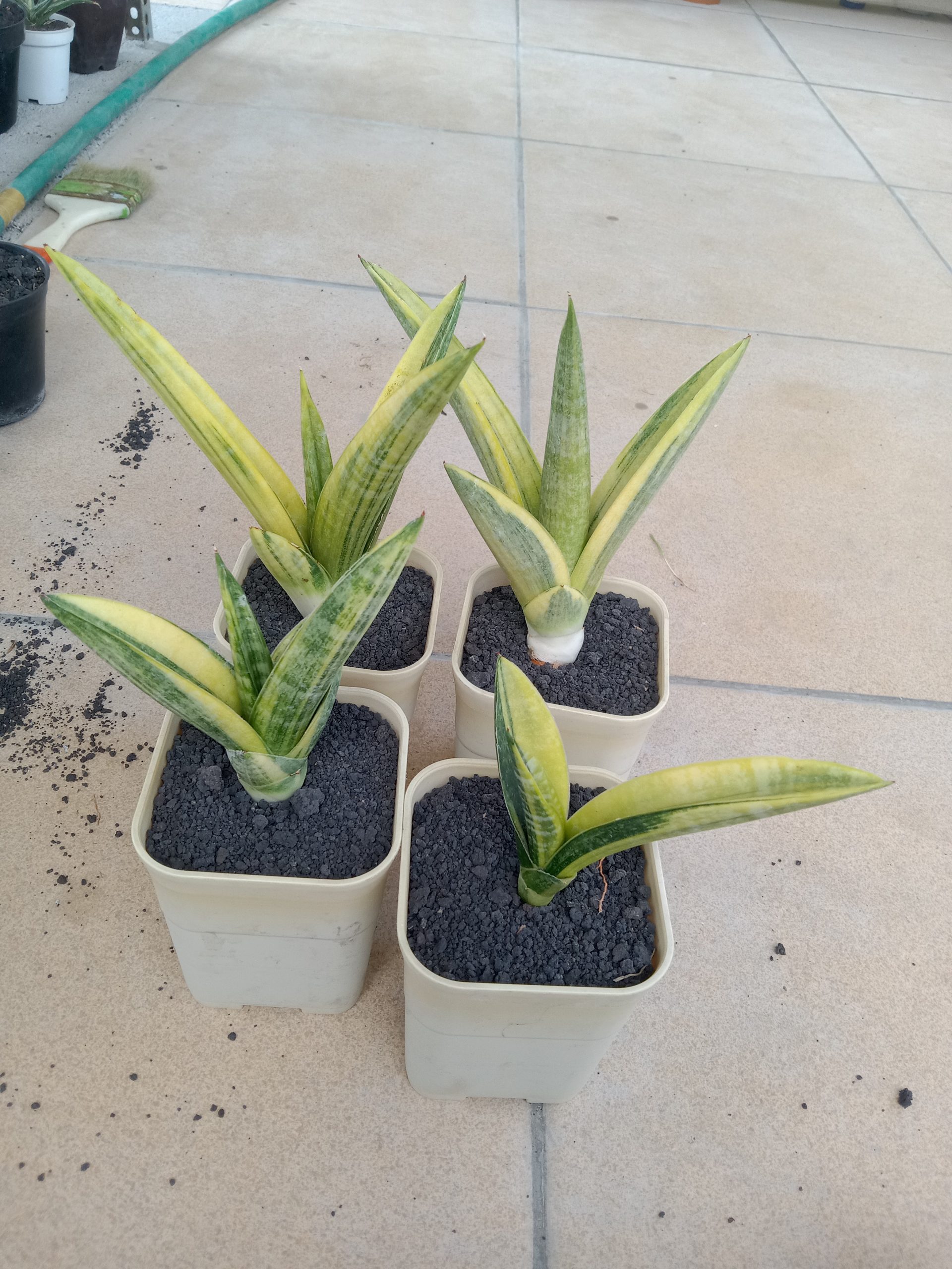 2703. Sanseveria Marsha Anjani Varigated 4 Pcs - Image 2