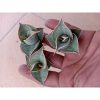 2710. Sanseveria Pinguin Litle Varigated 3 Pcs