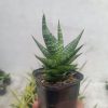 2707. Sansevieria Anderson