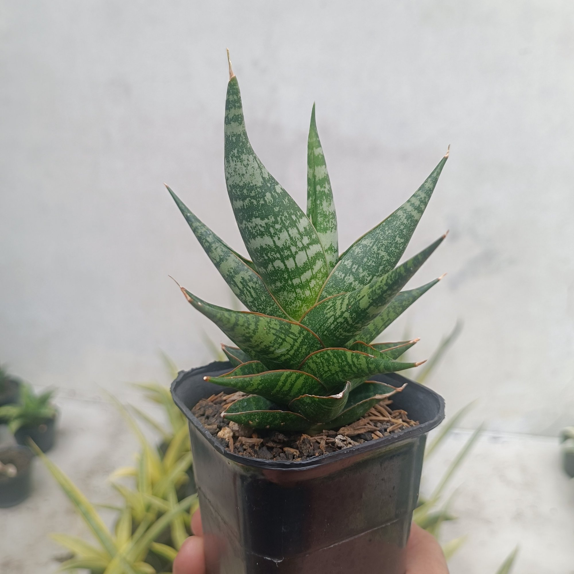 2707. Sansevieria Anderson