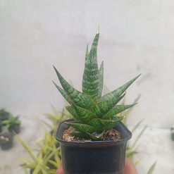 2707. Sansevieria Anderson - Image 2