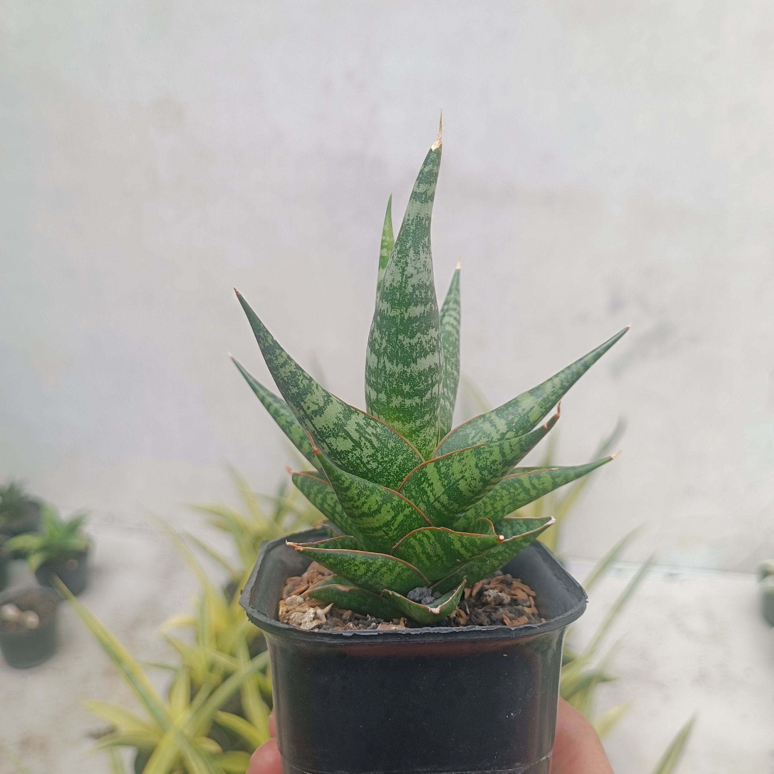 2707. Sansevieria Anderson - Image 2
