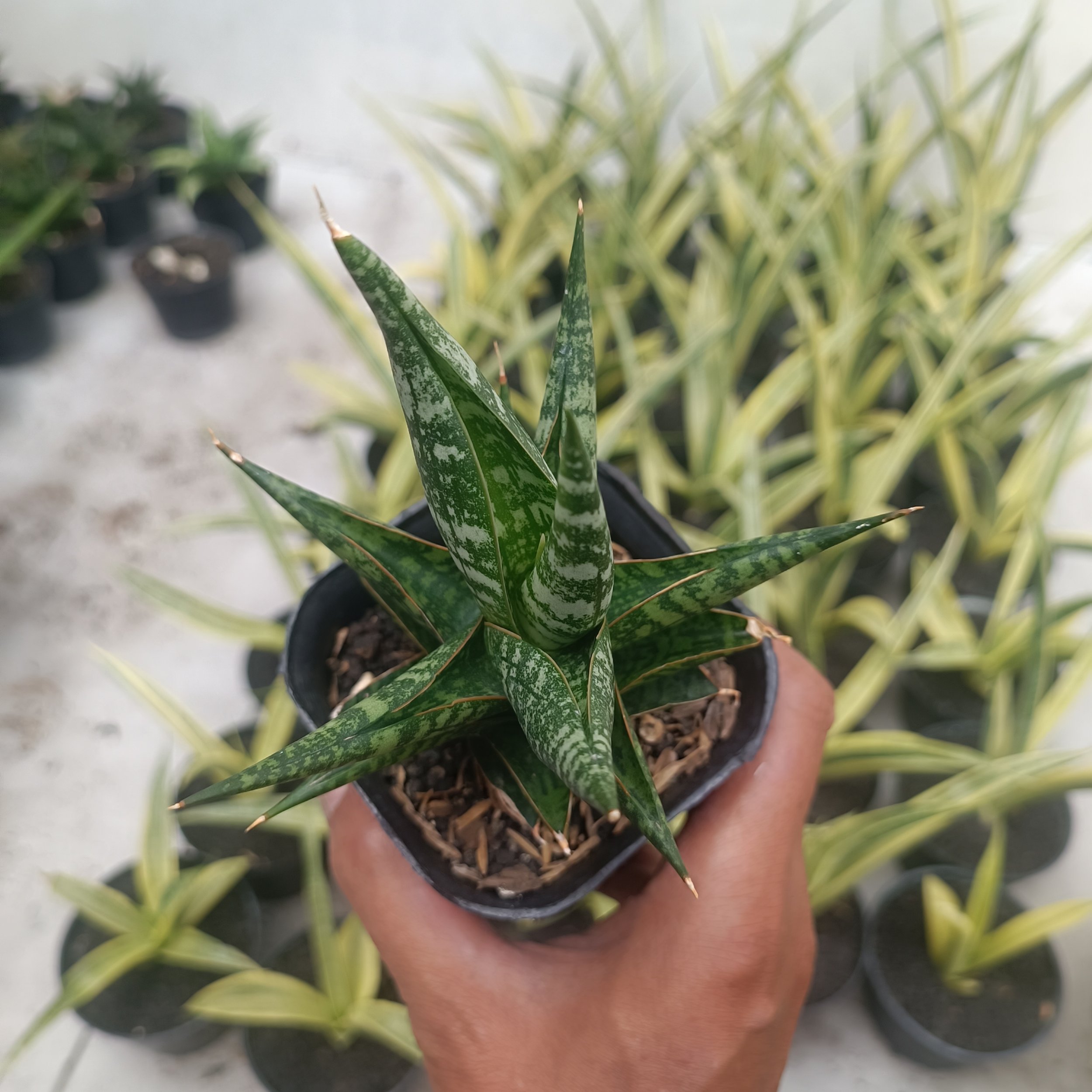 2707. Sansevieria Anderson - Image 3