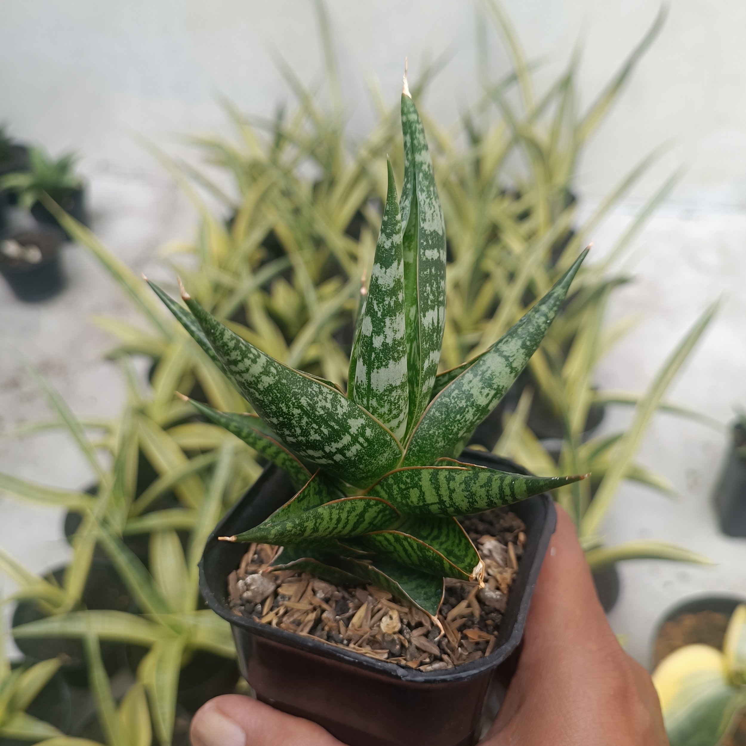 2707. Sansevieria Anderson - Image 4