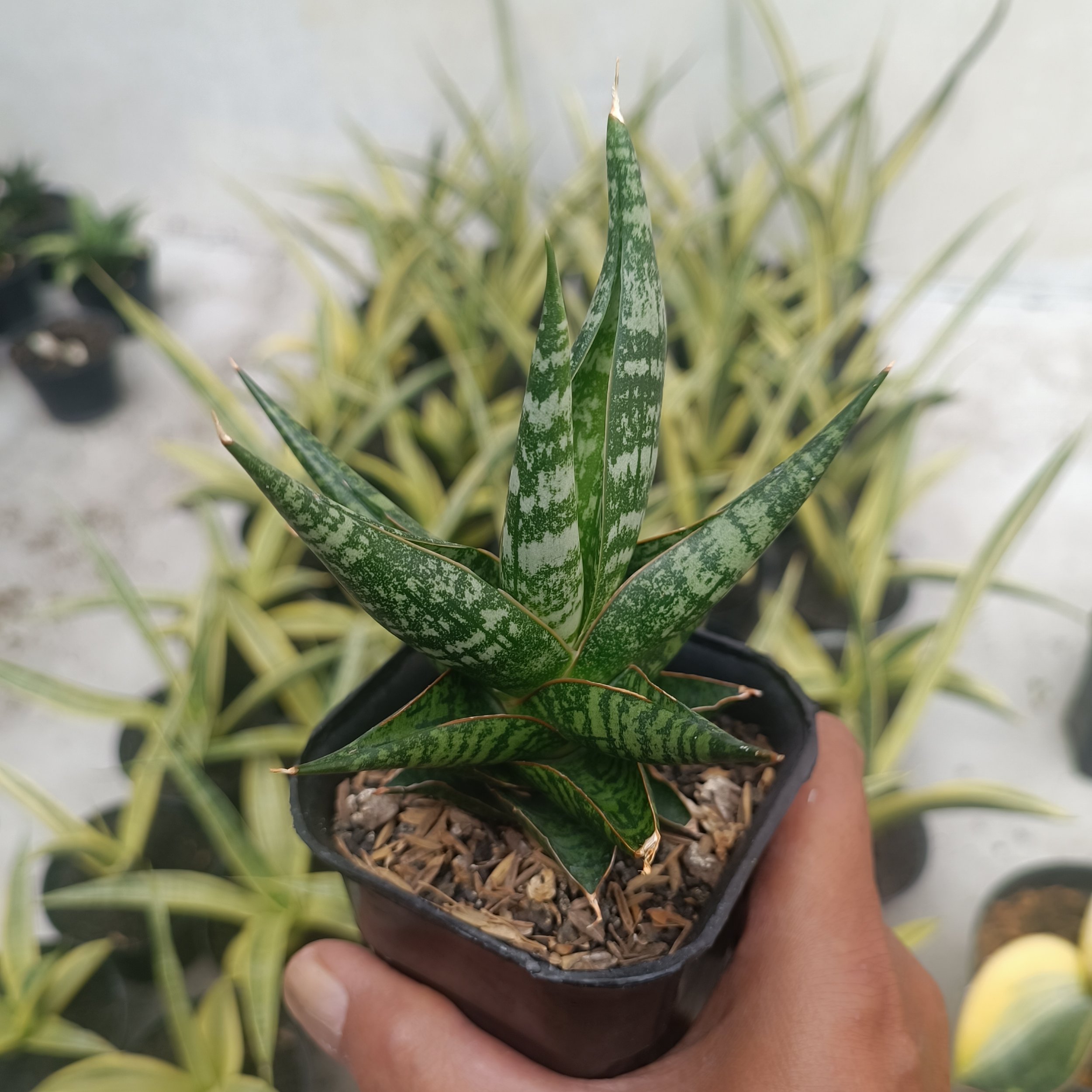 2707. Sansevieria Anderson - Image 5