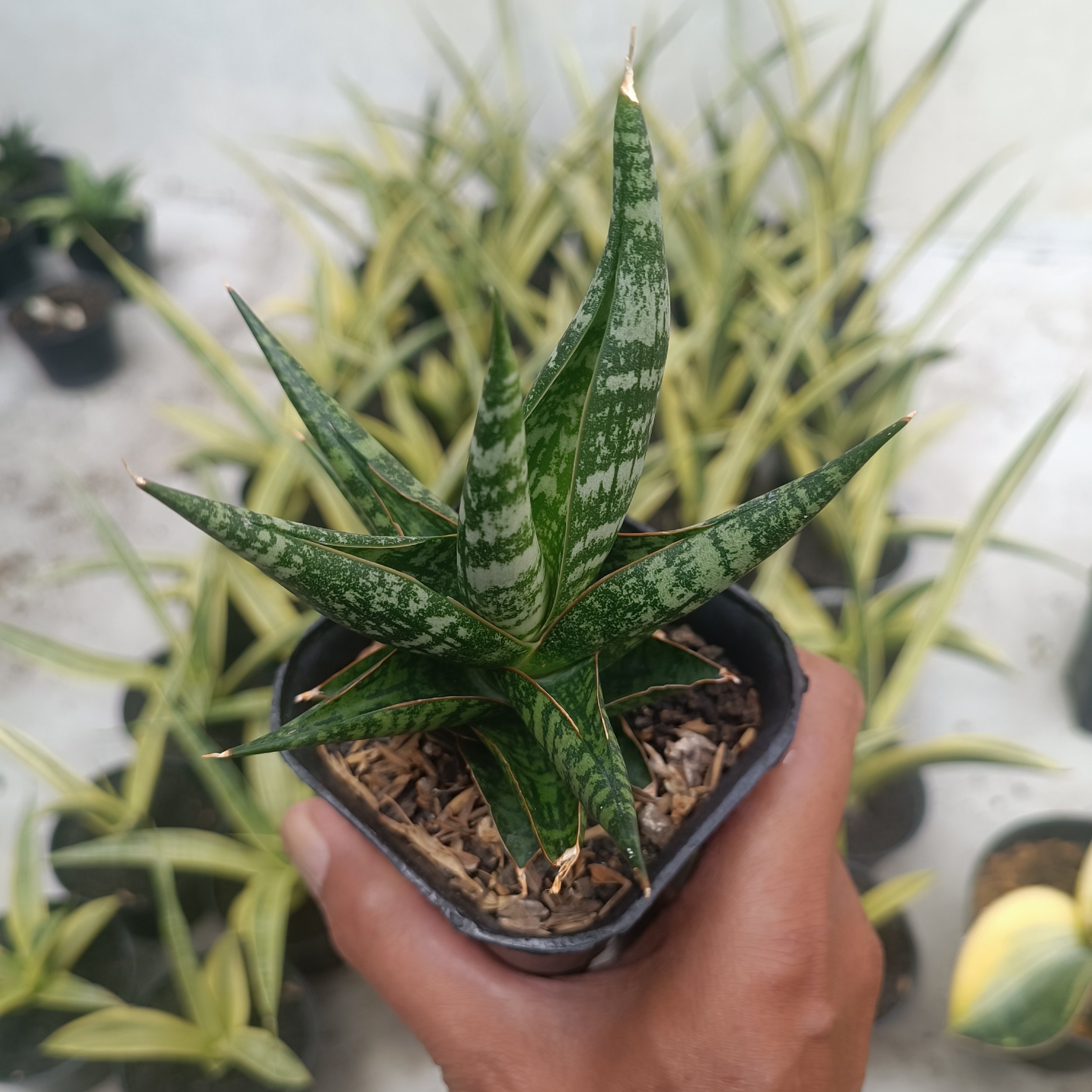 2707. Sansevieria Anderson - Image 6