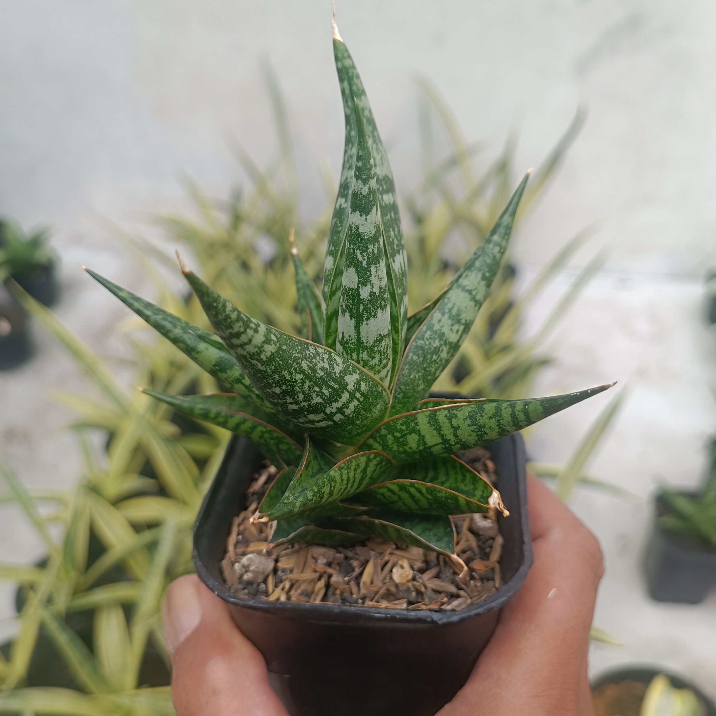 2707. Sansevieria Anderson - Image 7