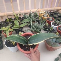2704. Sansevieria Drago Black - Image 2