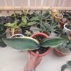 2704. Sansevieria Drago Black - Image 3