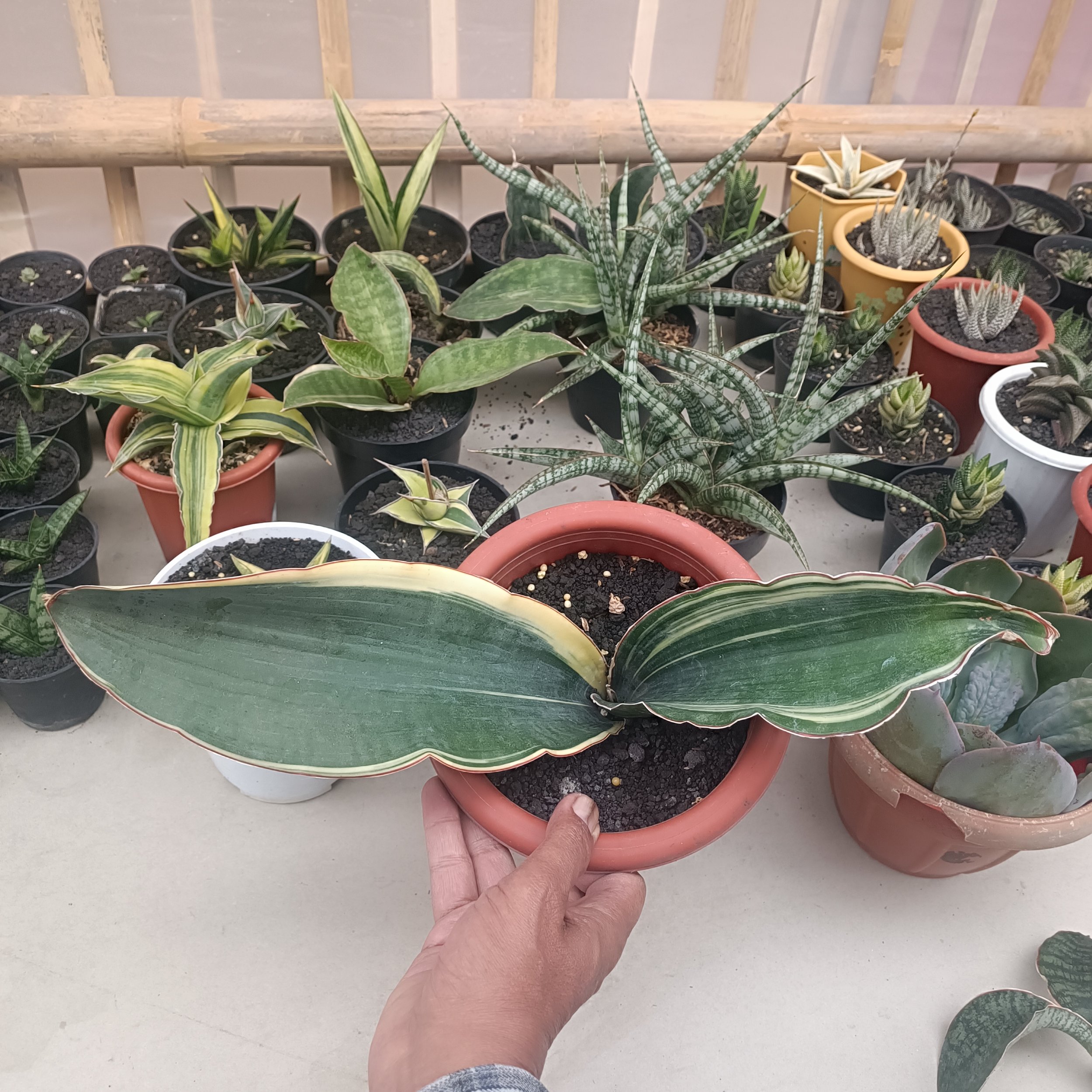 2704. Sansevieria Drago Black - Image 3
