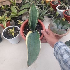 2704. Sansevieria Drago Black