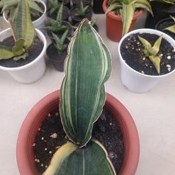 2704. Sansevieria Drago Black - Image 4