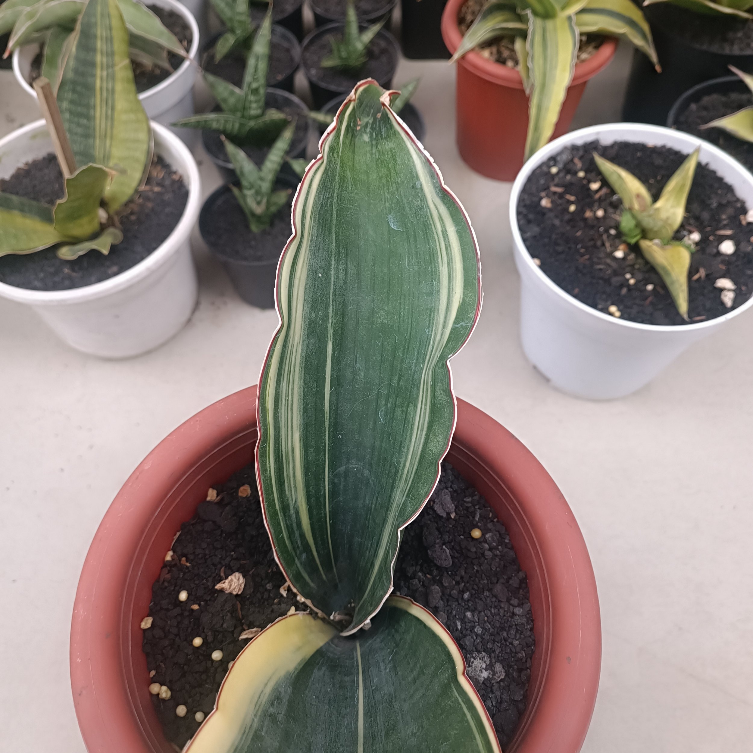 2704. Sansevieria Drago Black - Image 4
