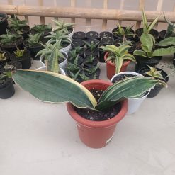 2704. Sansevieria Drago Black - Image 5
