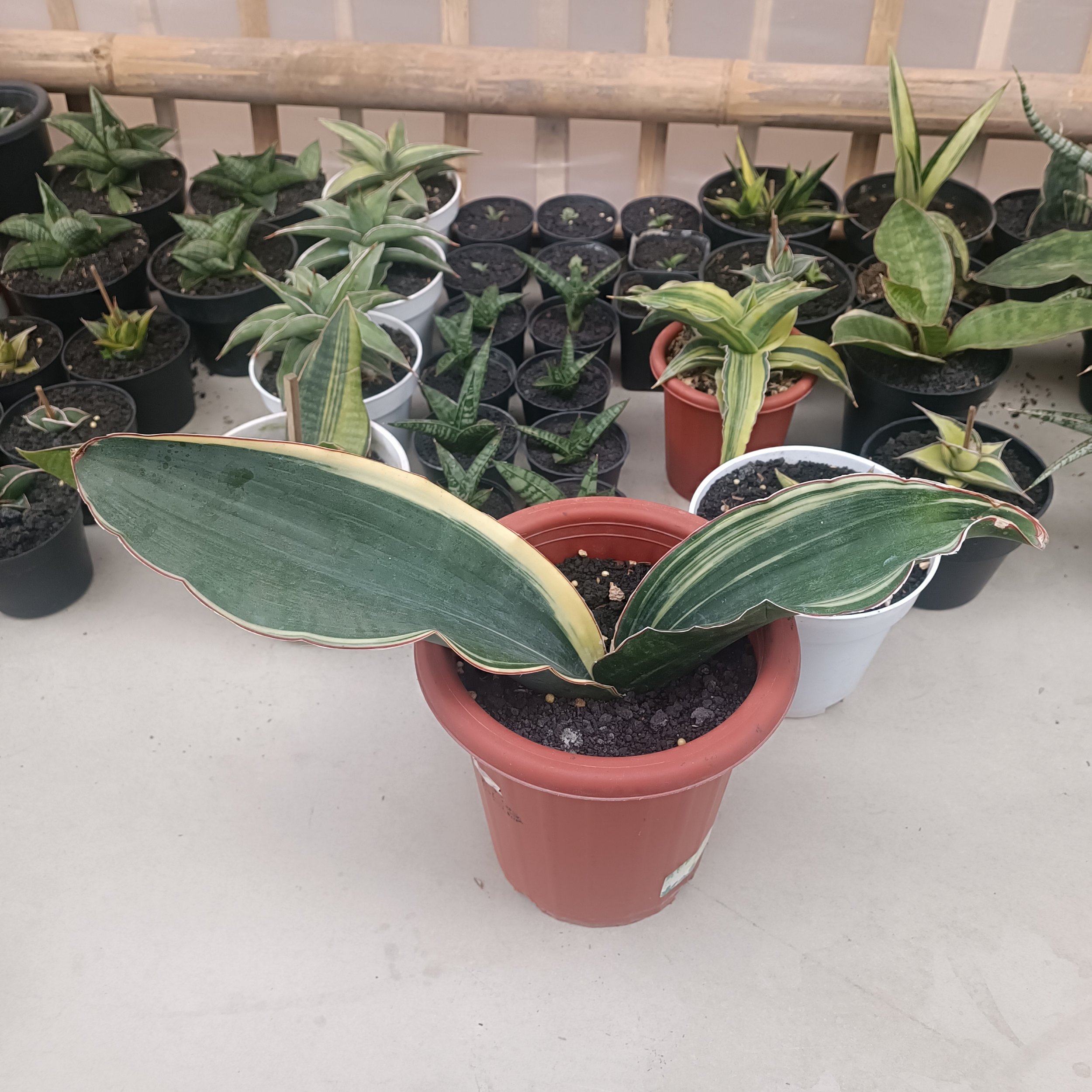 2704. Sansevieria Drago Black - Image 5