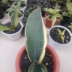 2704. Sansevieria Drago Black - Image 6