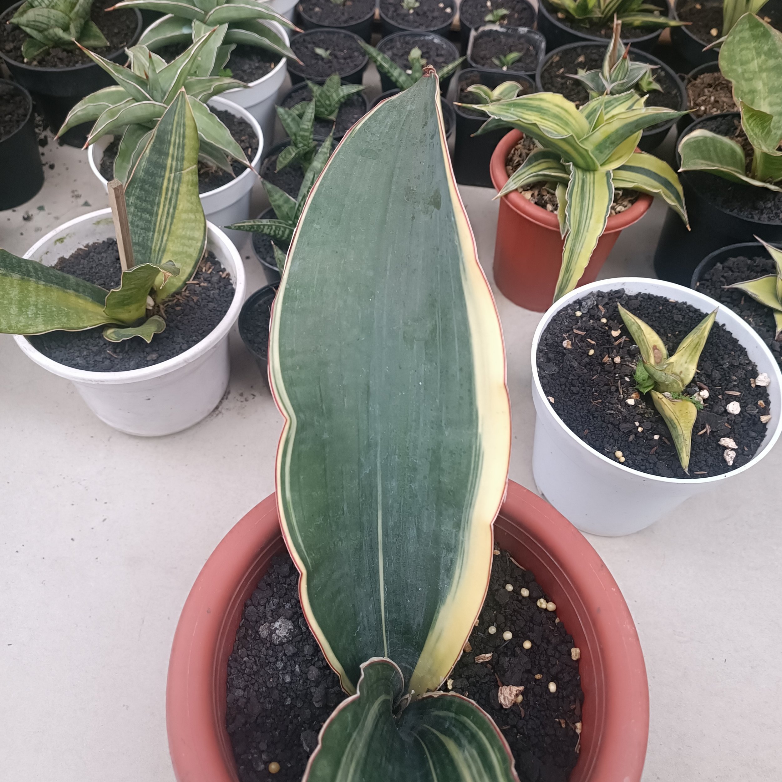 2704. Sansevieria Drago Black - Image 6