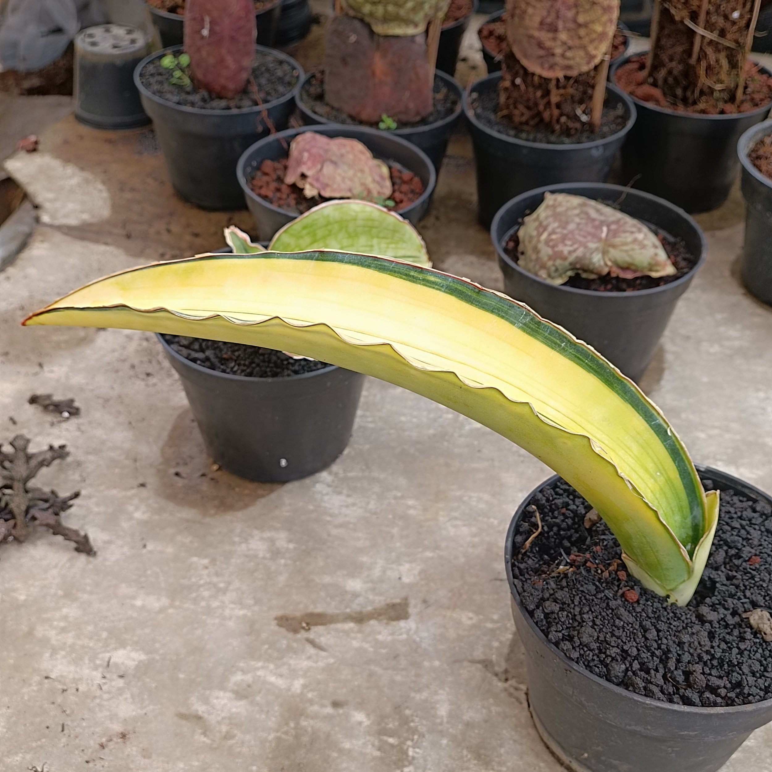 2708. Sansevieria Dragon Blue - Image 2