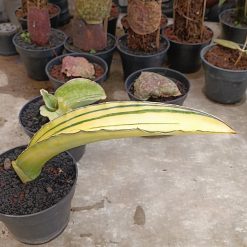 2708. Sansevieria Dragon Blue - Image 3
