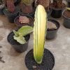 2708. Sansevieria Dragon Blue