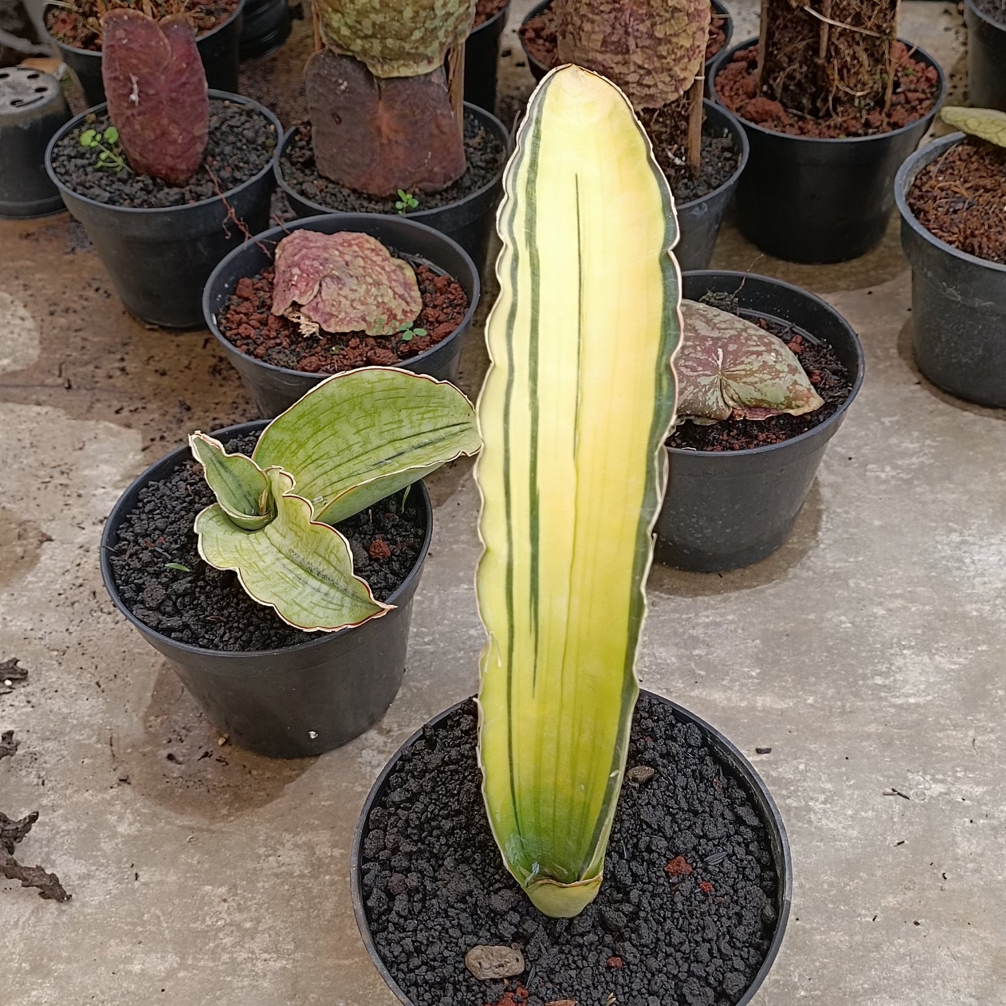 2708. Sansevieria Dragon Blue