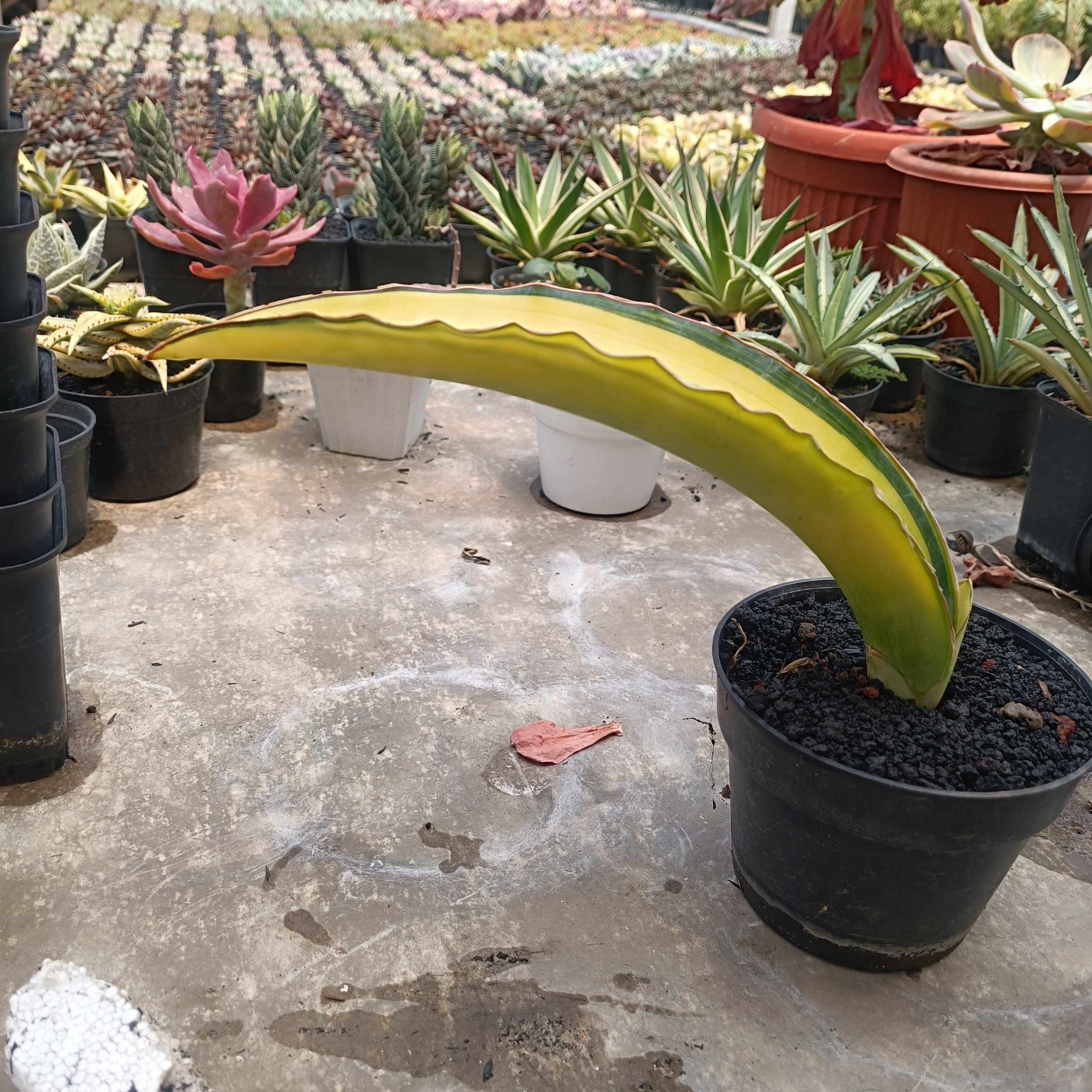 2708. Sansevieria Dragon Blue - Image 4