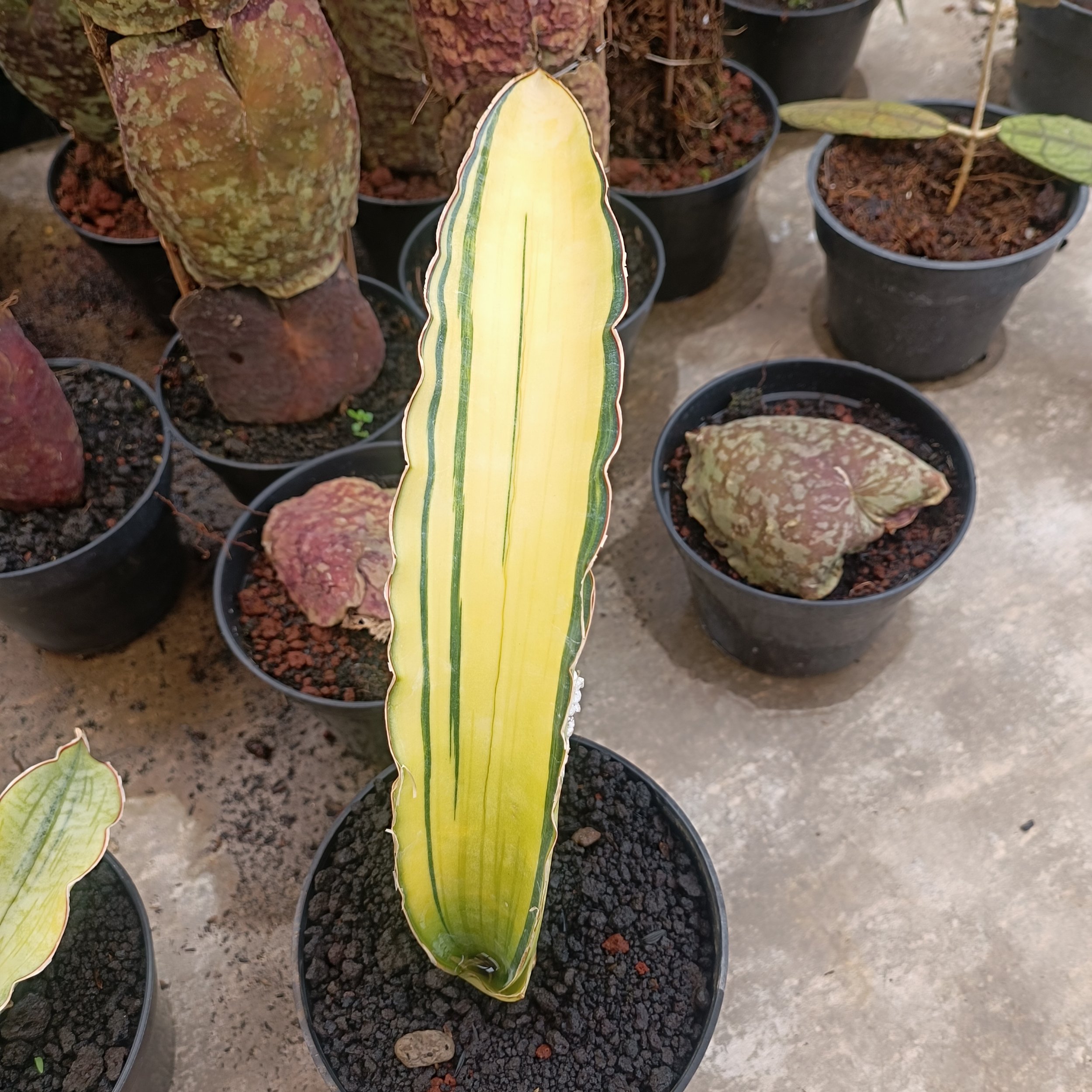 2708. Sansevieria Dragon Blue - Image 5