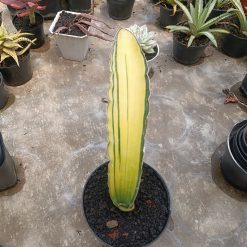 2708. Sansevieria Dragon Blue - Image 6