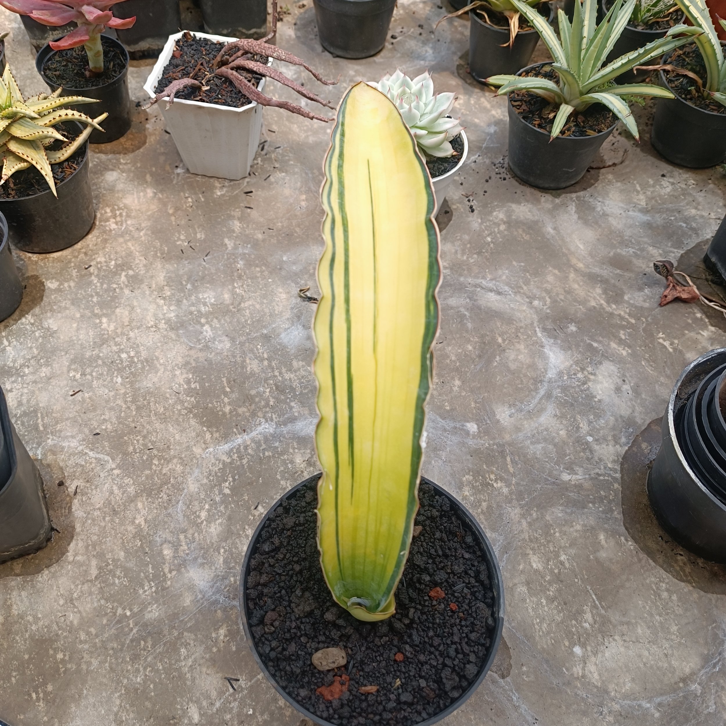 2708. Sansevieria Dragon Blue - Image 6