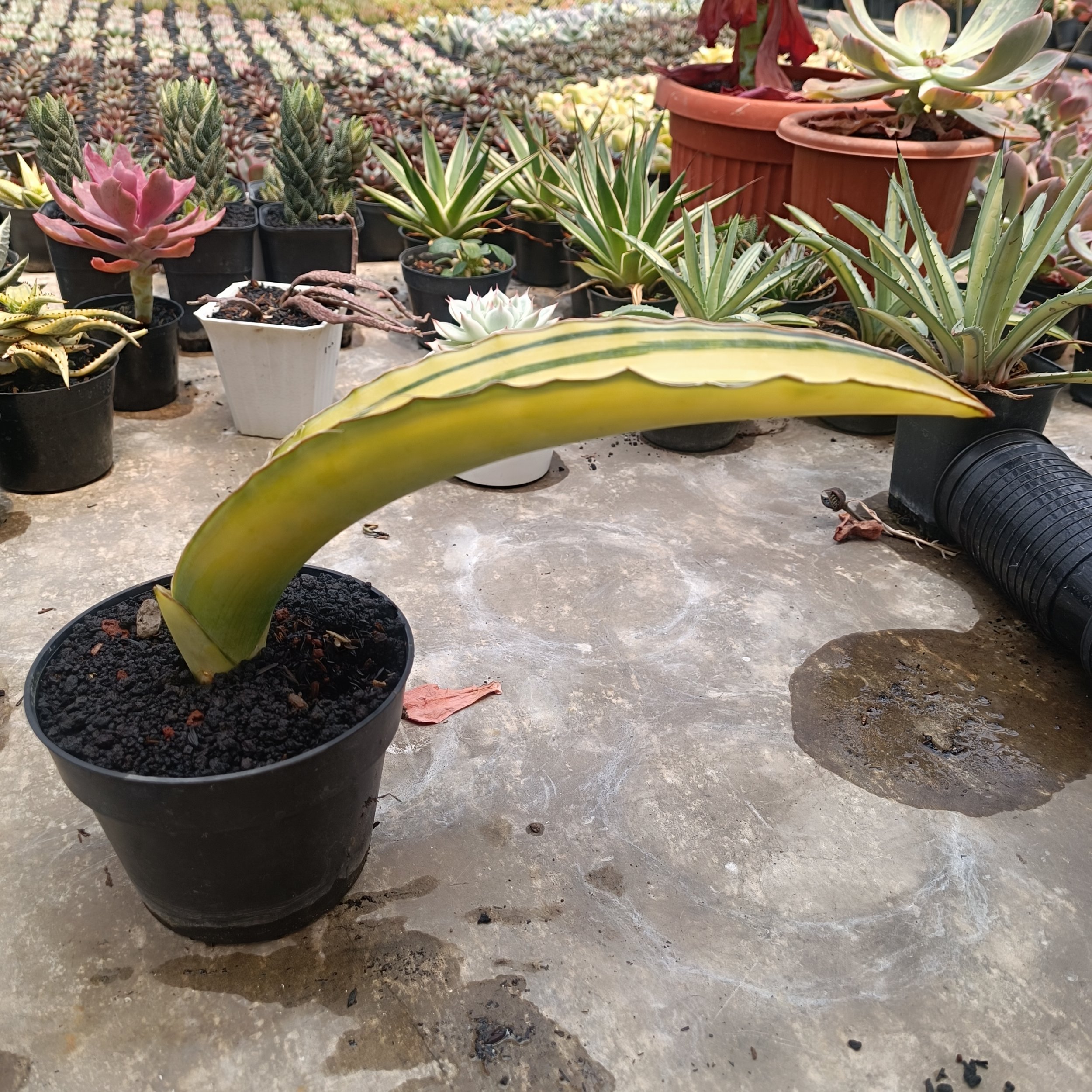 2708. Sansevieria Dragon Blue - Image 7