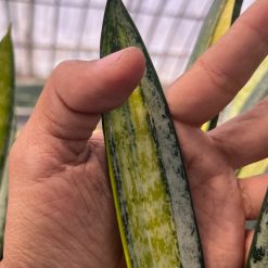 2625. Sansevieria Forscate / Sansevieria California Silver - Image 2