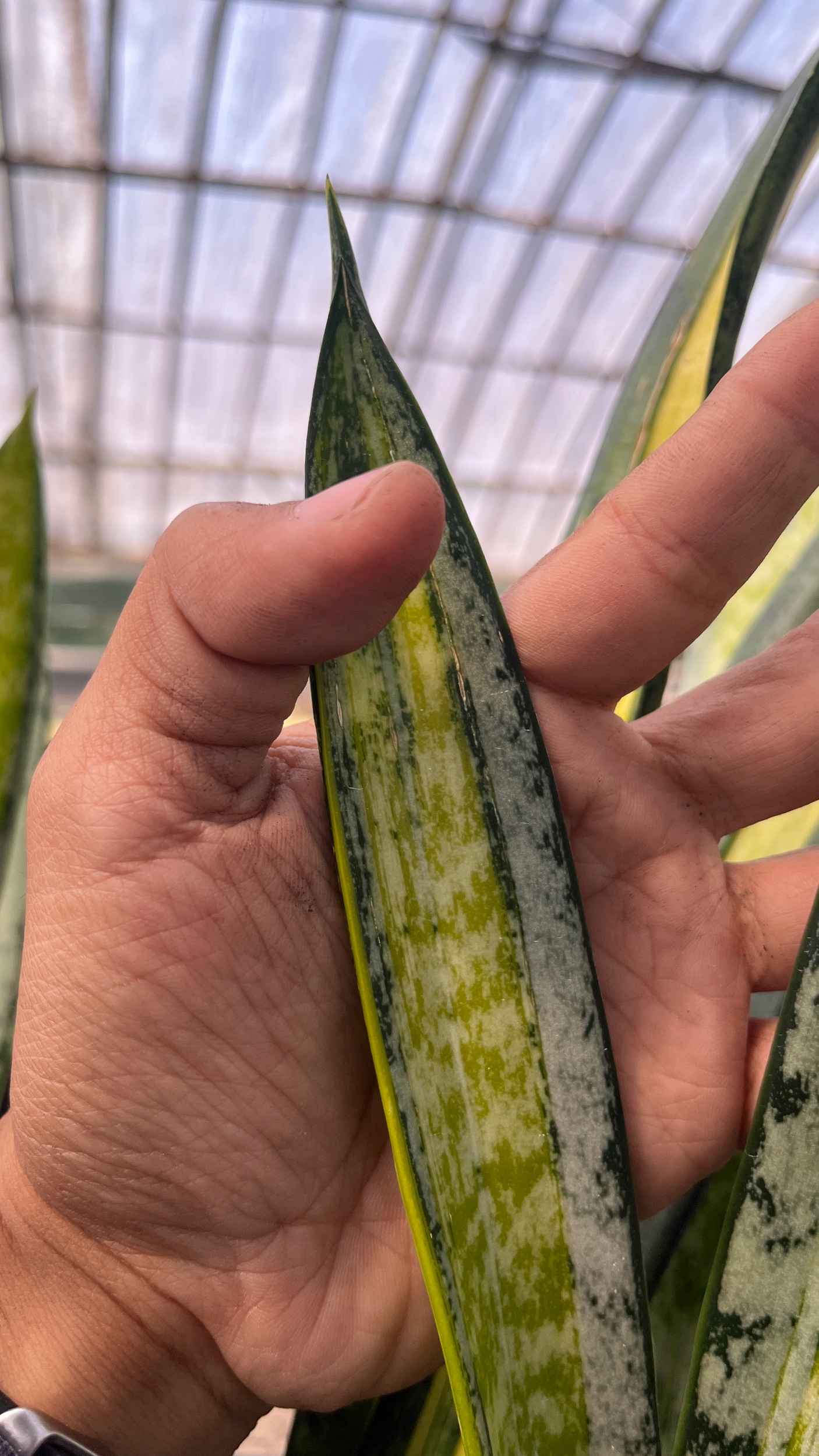 2625. Sansevieria Forscate / Sansevieria California Silver - Image 2