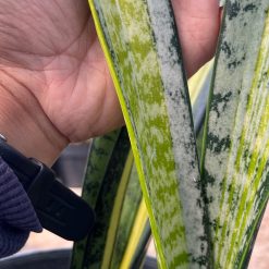 2625. Sansevieria Forscate / Sansevieria California Silver - Image 3