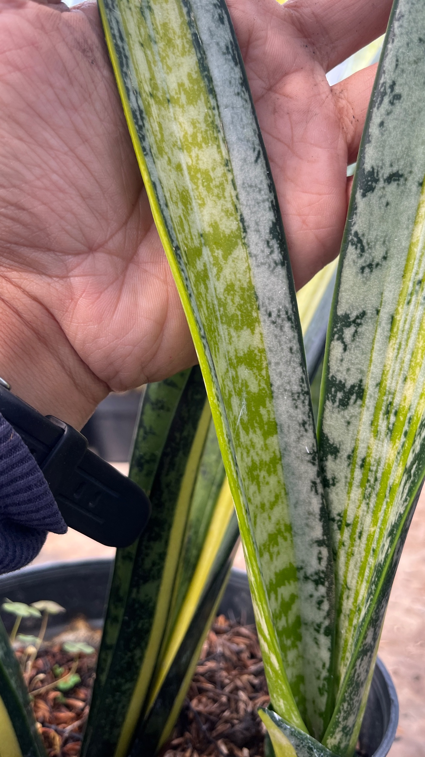2625. Sansevieria Forscate / Sansevieria California Silver - Image 3