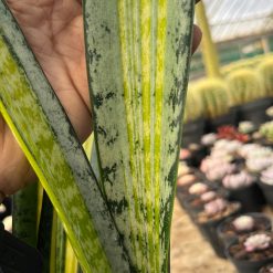 2625. Sansevieria Forscate / Sansevieria California Silver - Image 4
