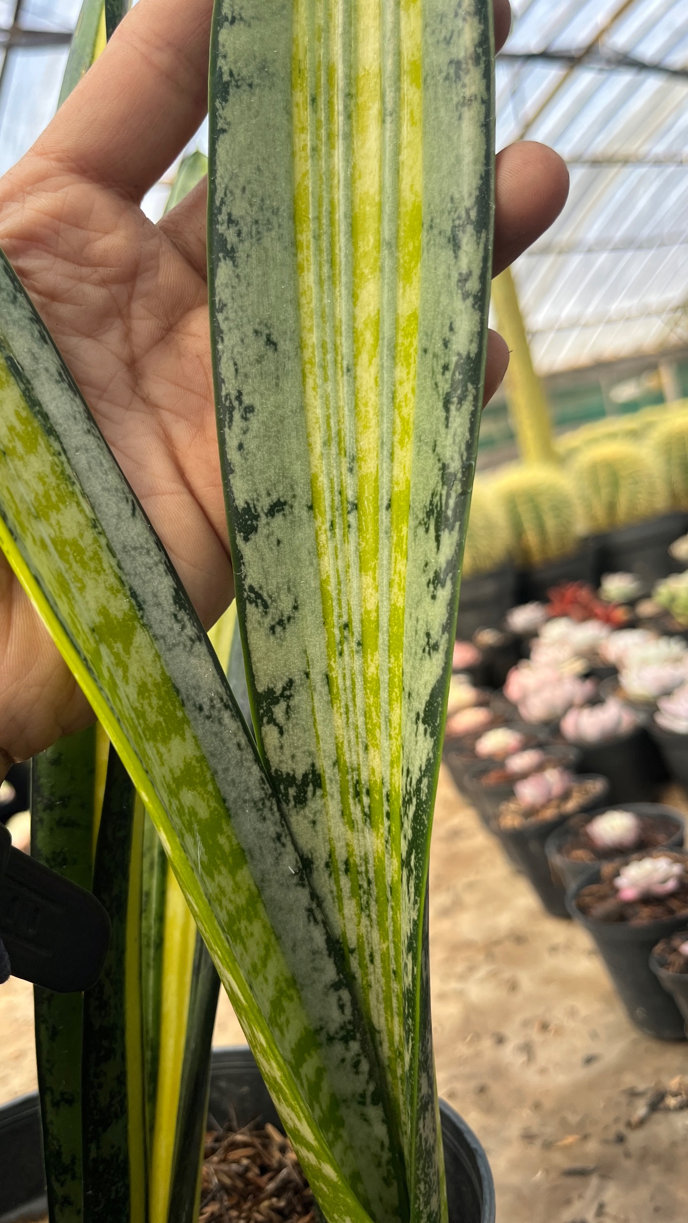 2625. Sansevieria Forscate / Sansevieria California Silver - Image 4