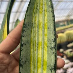 2625. Sansevieria Forscate / Sansevieria California Silver - Image 5