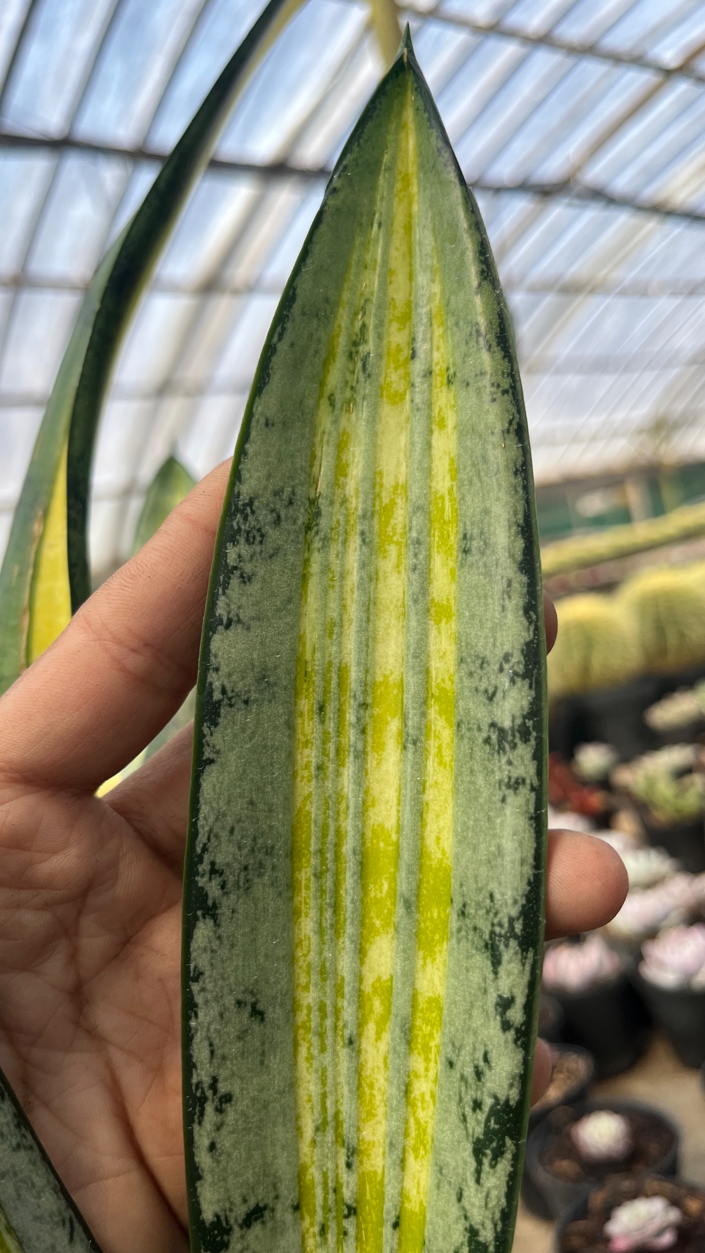 2625. Sansevieria Forscate / Sansevieria California Silver - Image 5