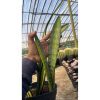 2625. Sansevieria Forscate / Sansevieria California Silver