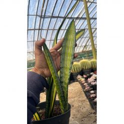 2625. Sansevieria Forscate / Sansevieria California Silver