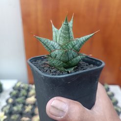 2705. Sansevieria Godam - Image 4