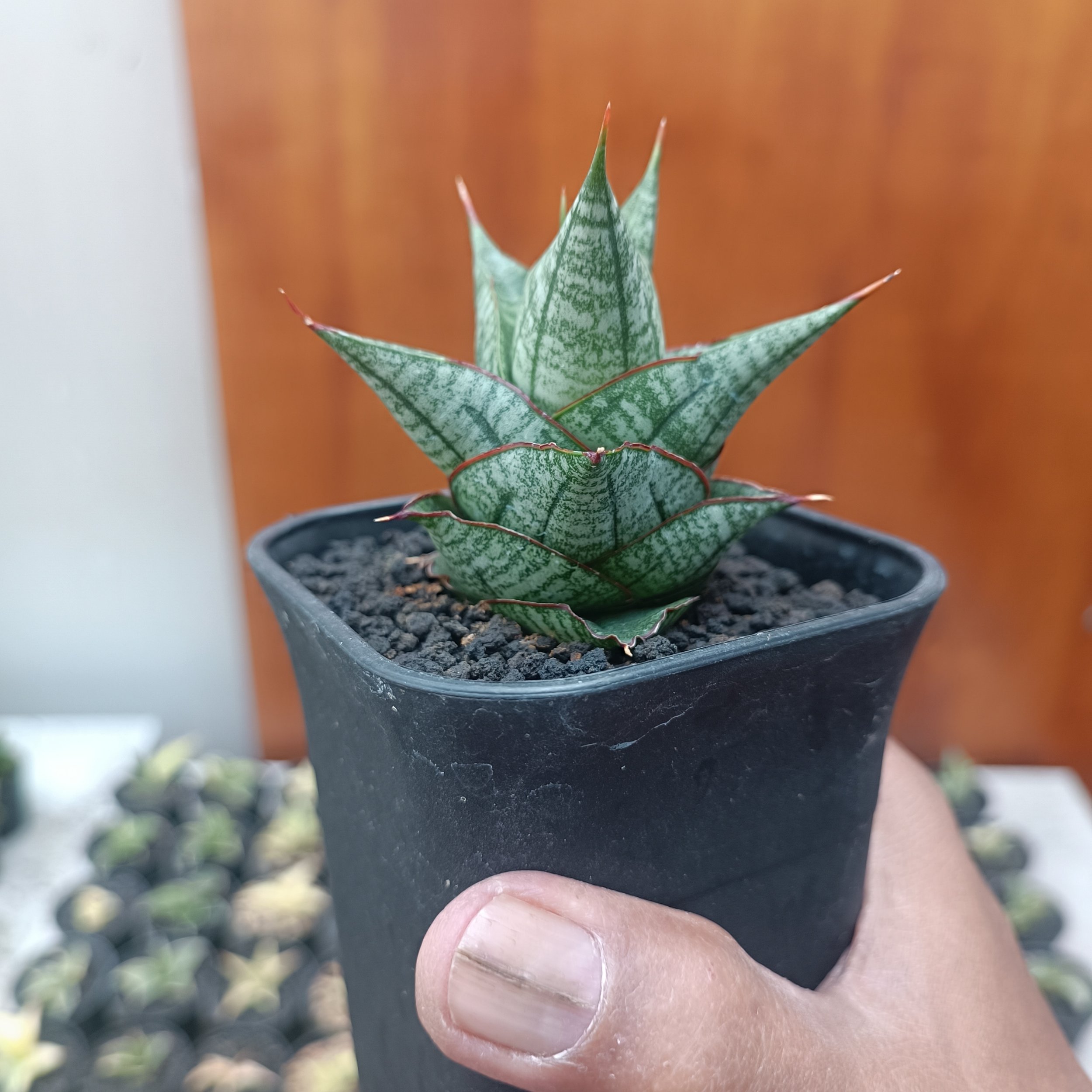 2705. Sansevieria Godam - Image 4