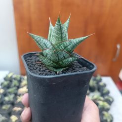 2705. Sansevieria Godam - Image 5