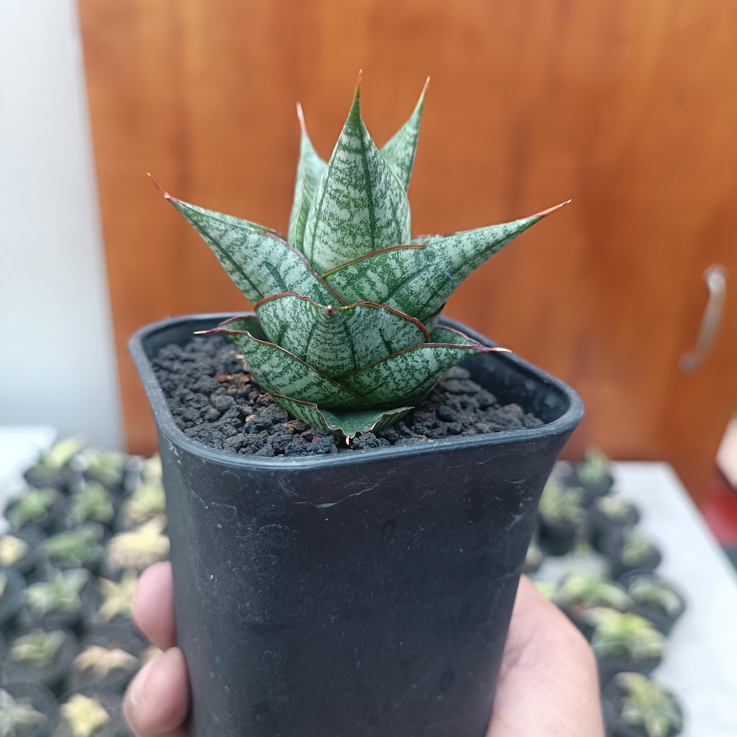 2705. Sansevieria Godam - Image 5