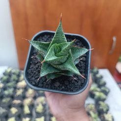 2705. Sansevieria Godam - Image 6