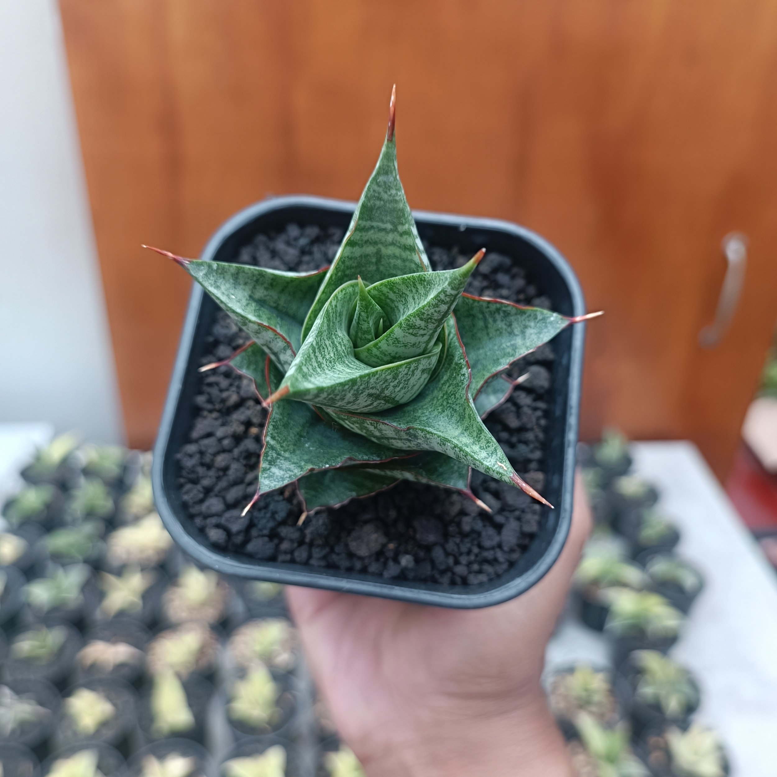 2705. Sansevieria Godam - Image 6